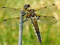 Four-spotted Skimmer